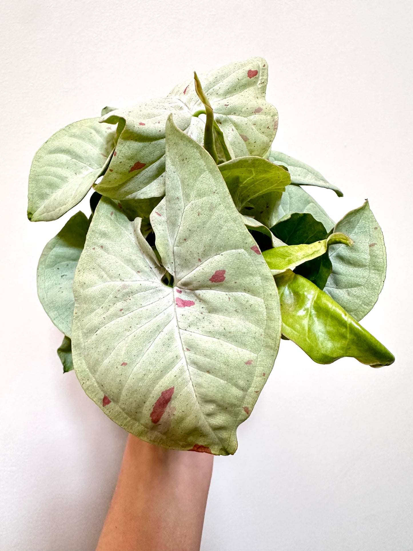 Syngonium Milk Confetii (4” Pot)