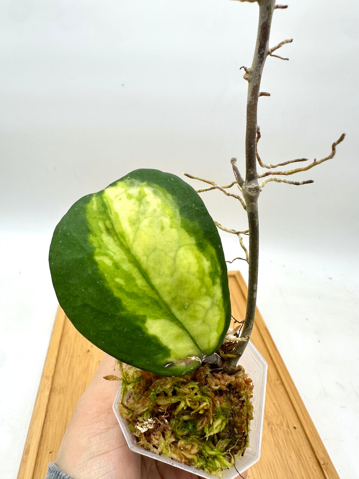 Hoya Obovata Inner Variegated
