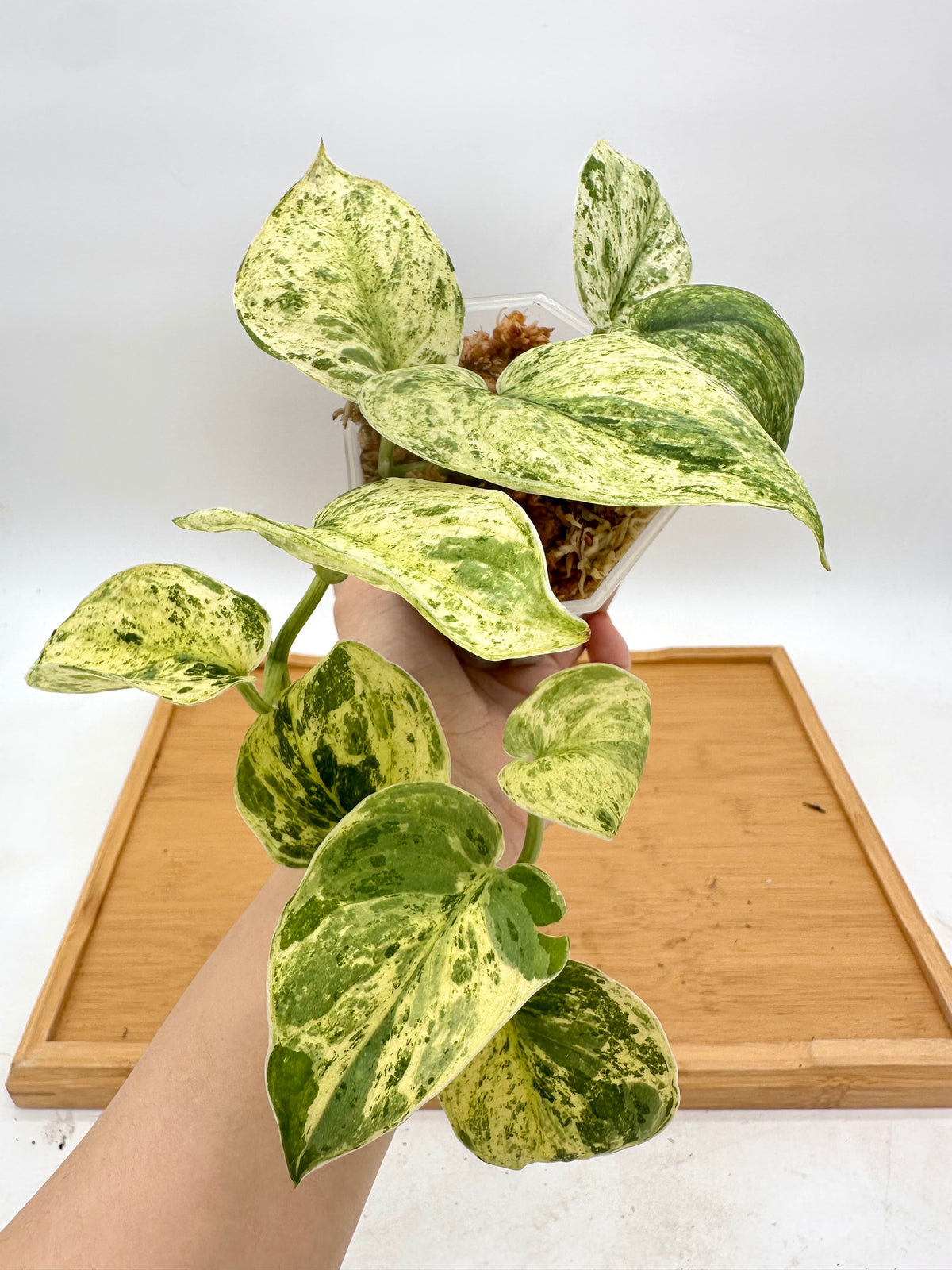 Scindapsus Peasun Variegated