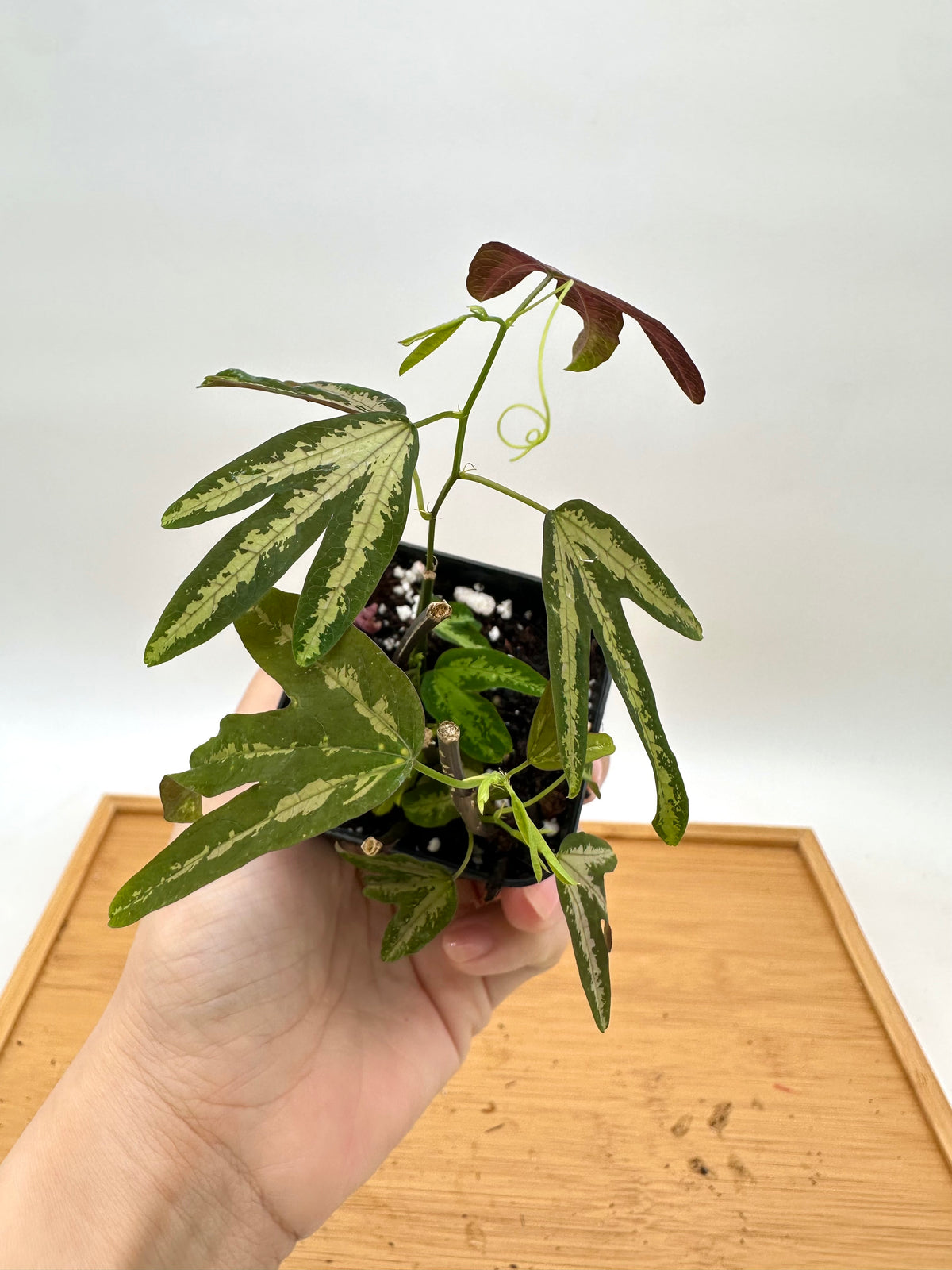 Passiflora Trifasciata - Multiple Growths