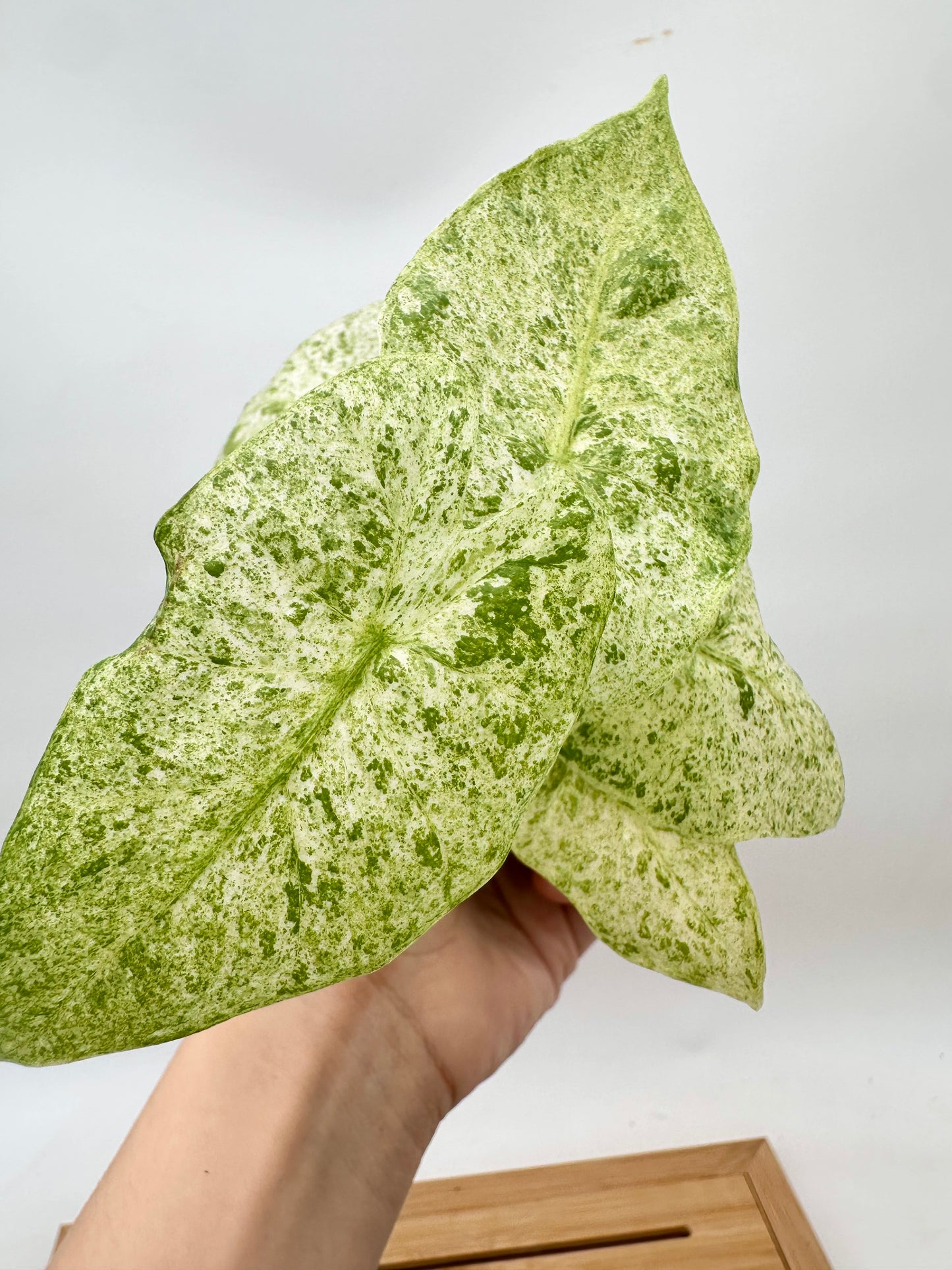 Alocasia Odora Batik