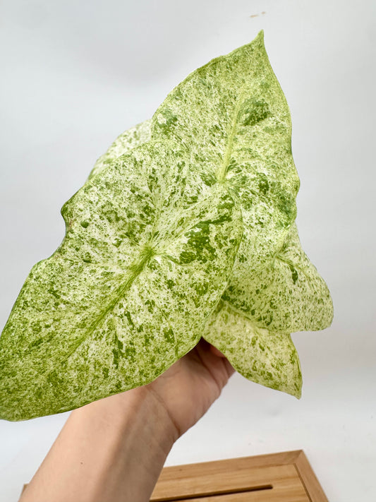 Alocasia Odora Batik
