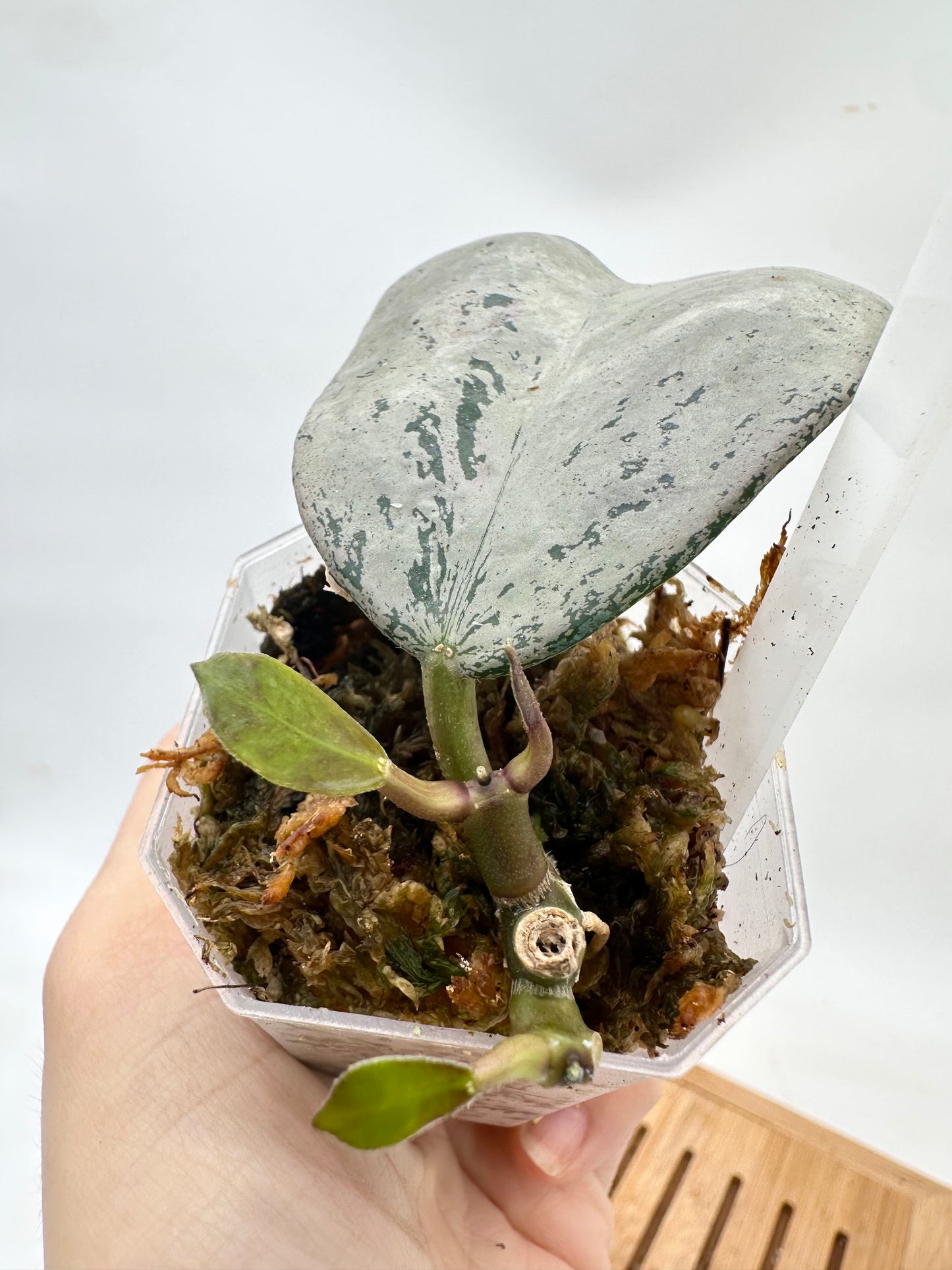 Hoya Chiang Dao Silver - 2 Growths