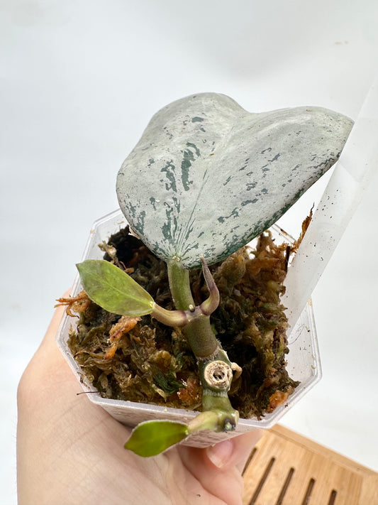 Hoya Chiang Dao Silver - 2 Growths