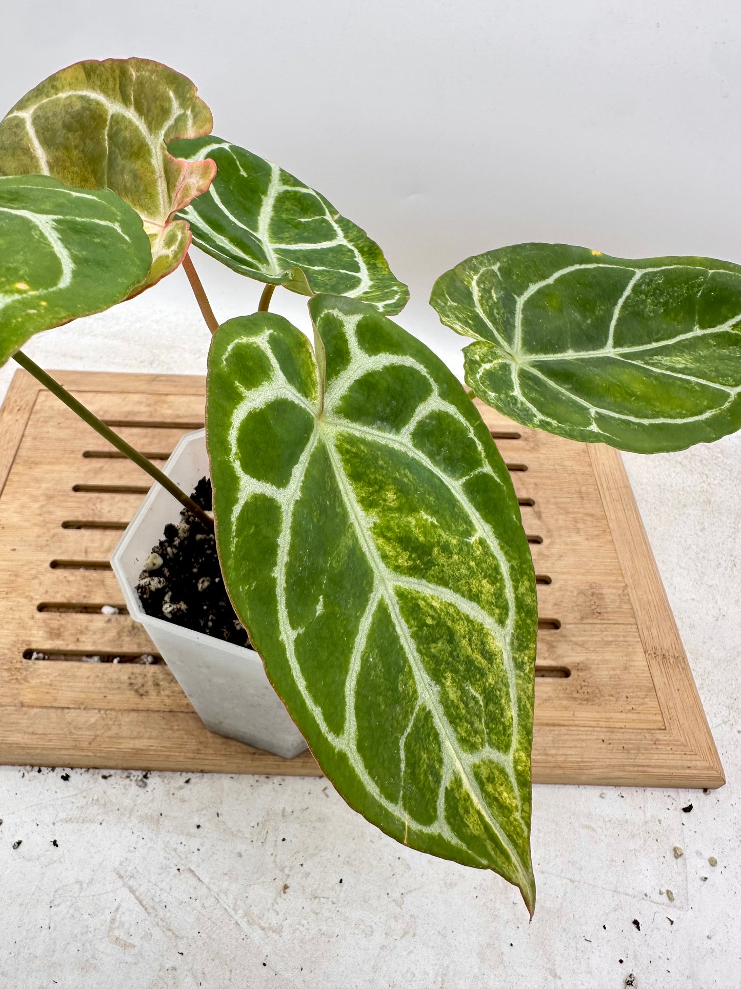 Anthurium Crystallinum Variegated - Multiple Growths