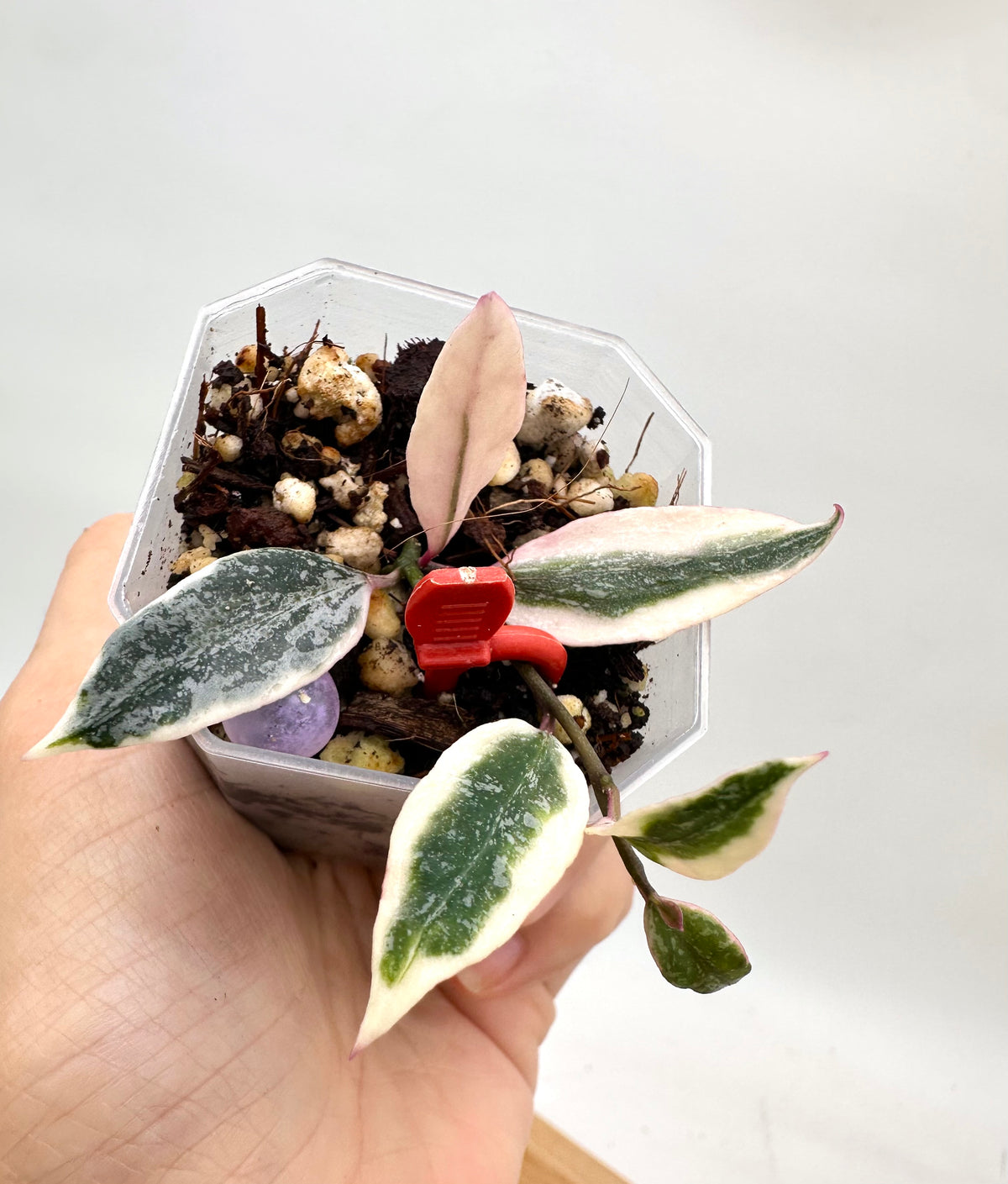 Hoya Lumina Princess