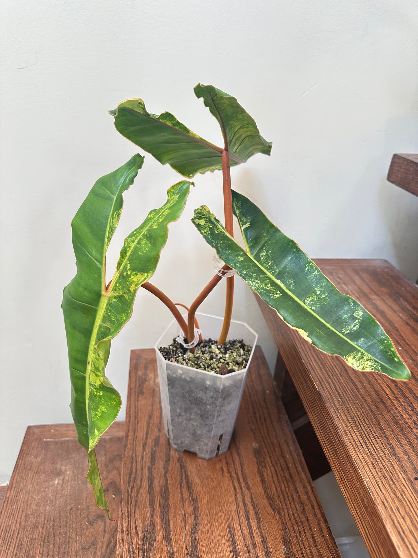 Philodendron Billietiae Variegated - Good Size