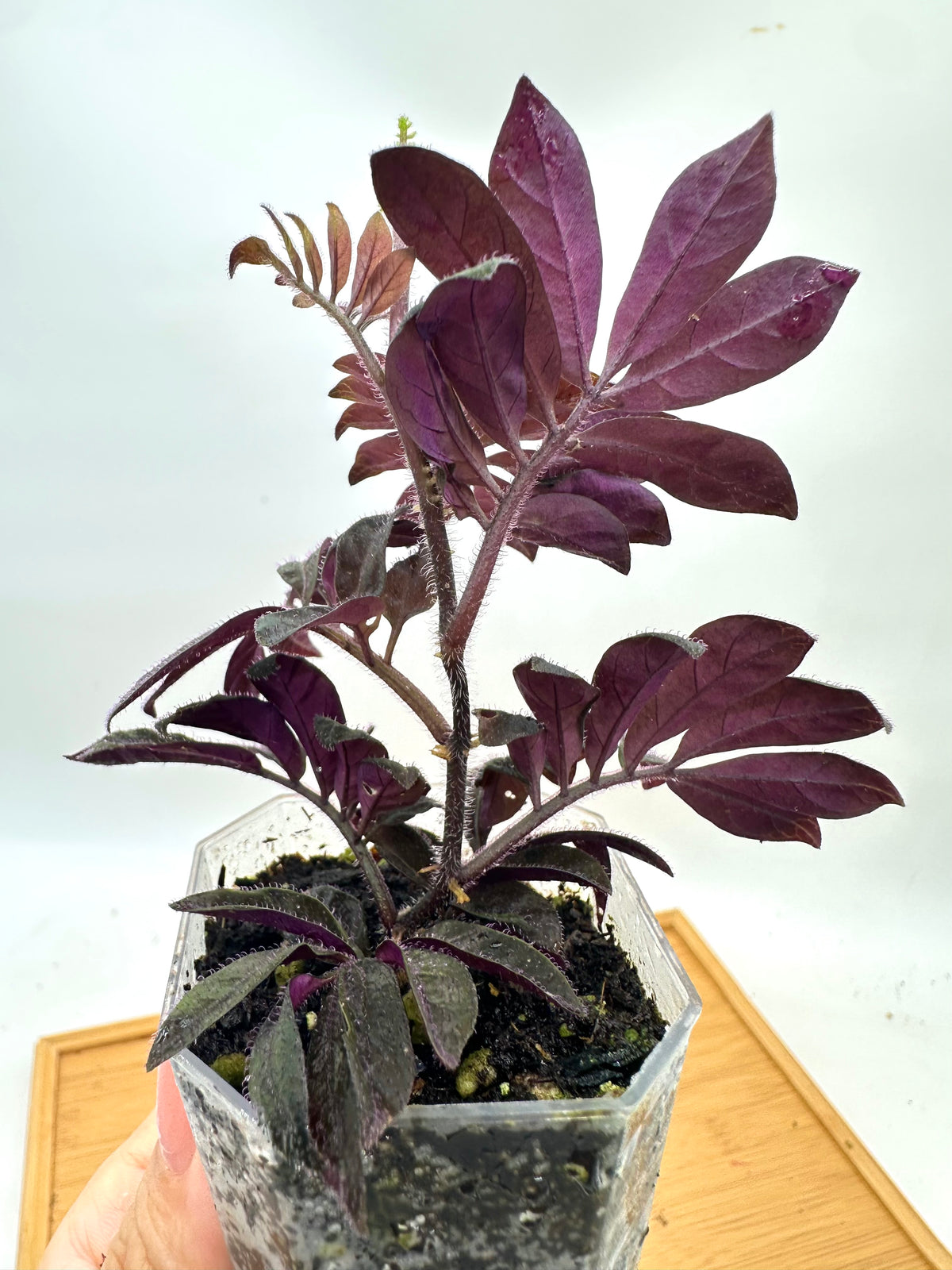 Solanum Uleanum