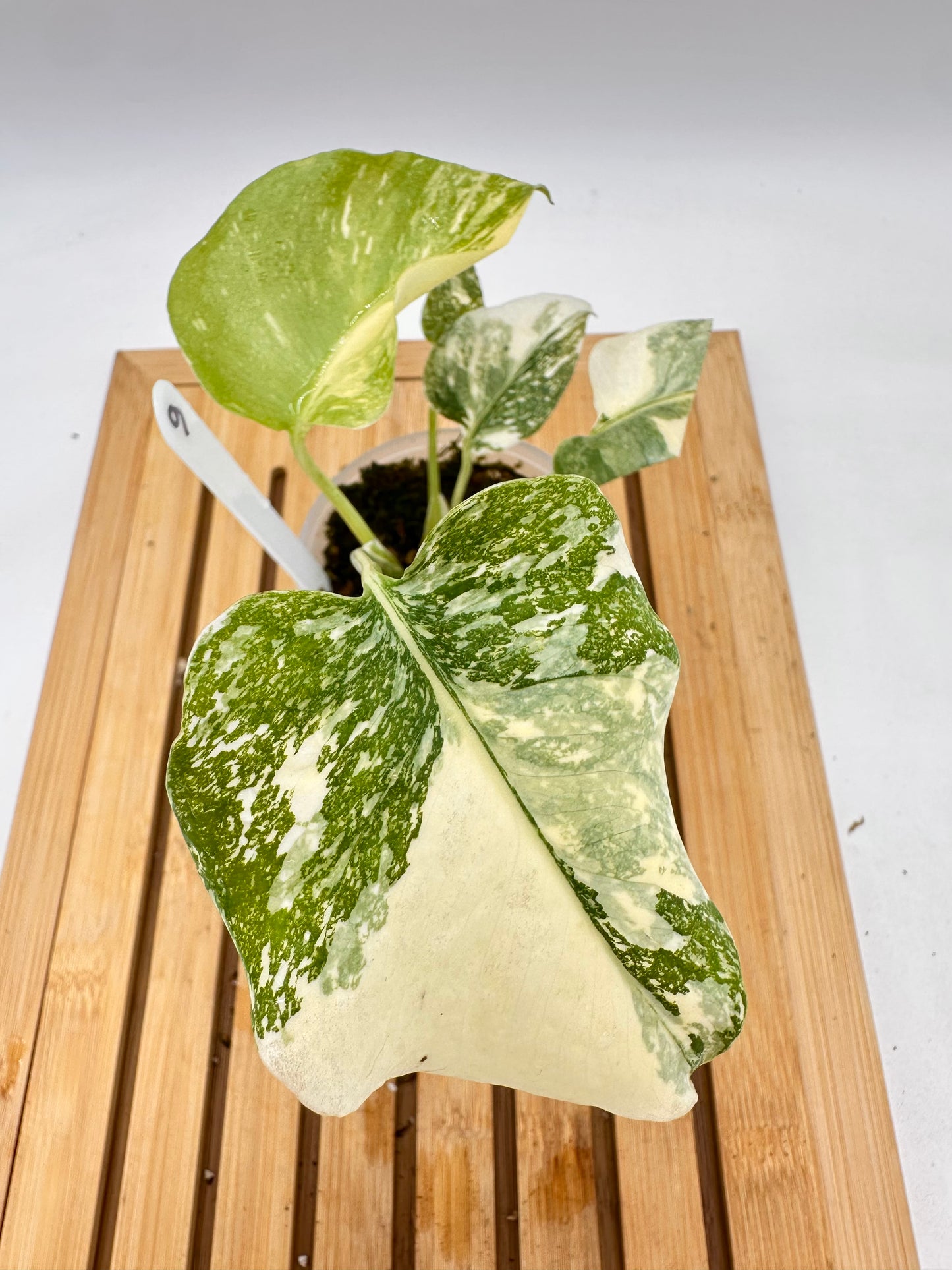 Monstera ‘White Snow’ 09