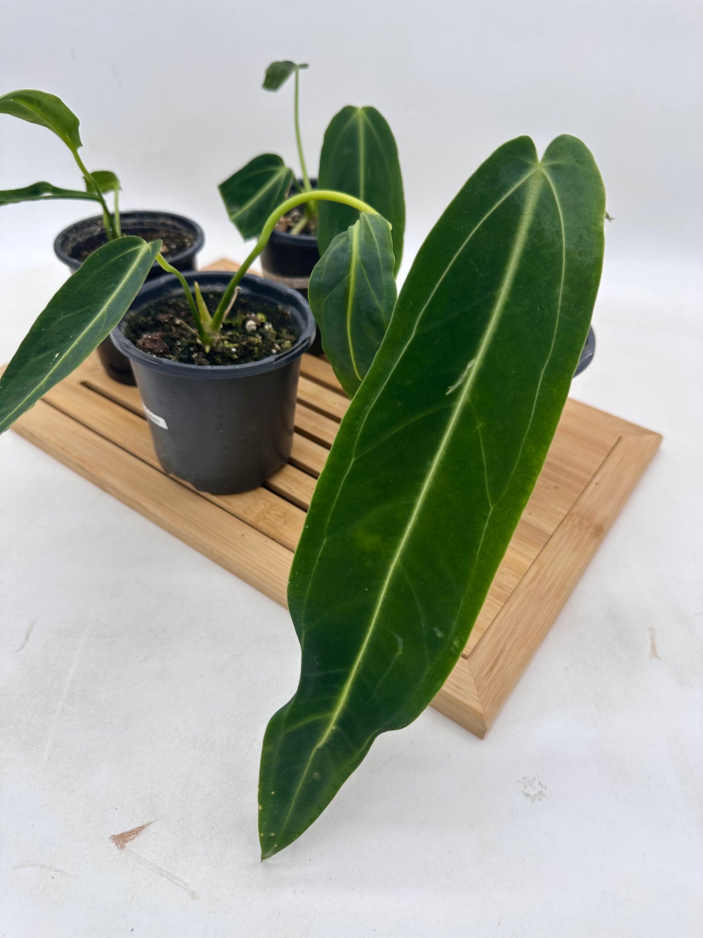 Anthurium Warrocquenum Queen