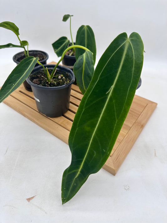 Anthurium Warrocquenum Queen