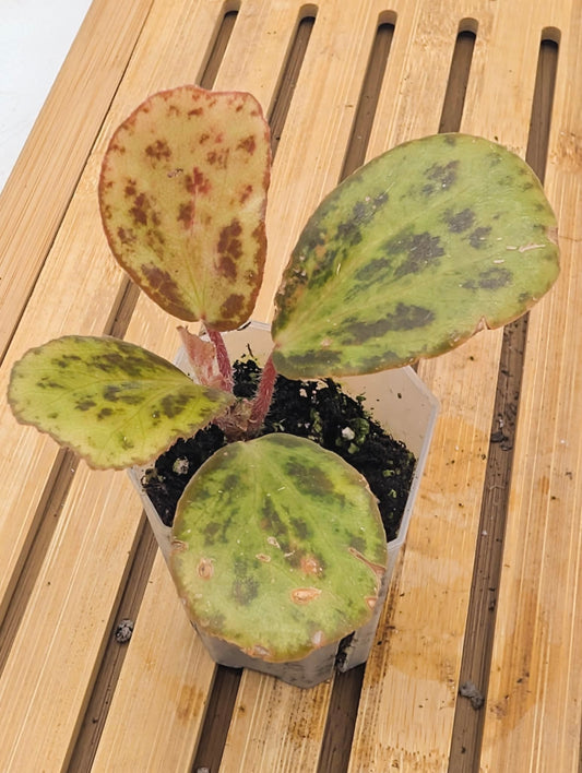 Begonia Blancii Mottled