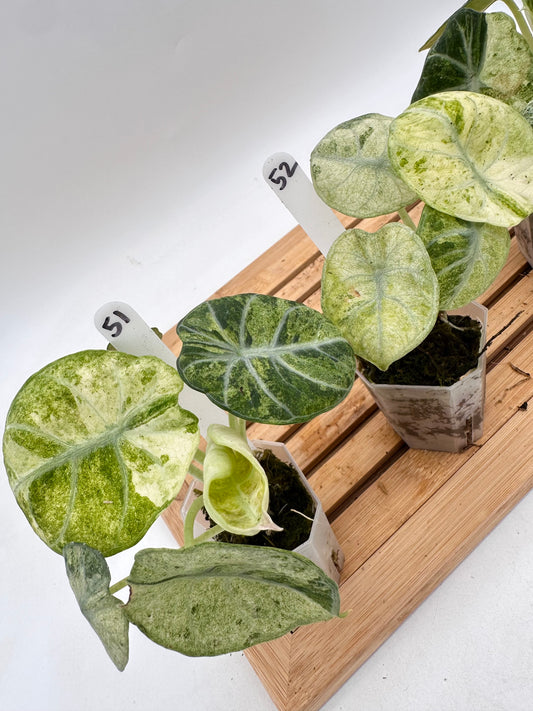 Alocasia Ninja Tri-Color Variegated 051 052 053