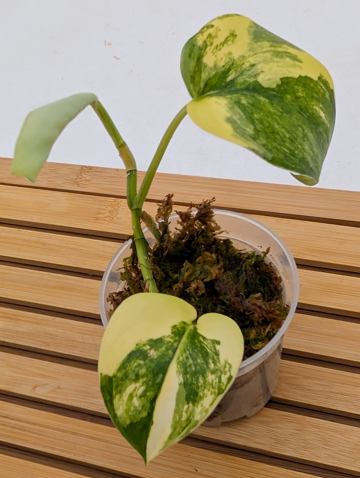 Scindapsus Jade Satin Variegated