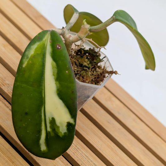 Hoya Diversifolia Maharini