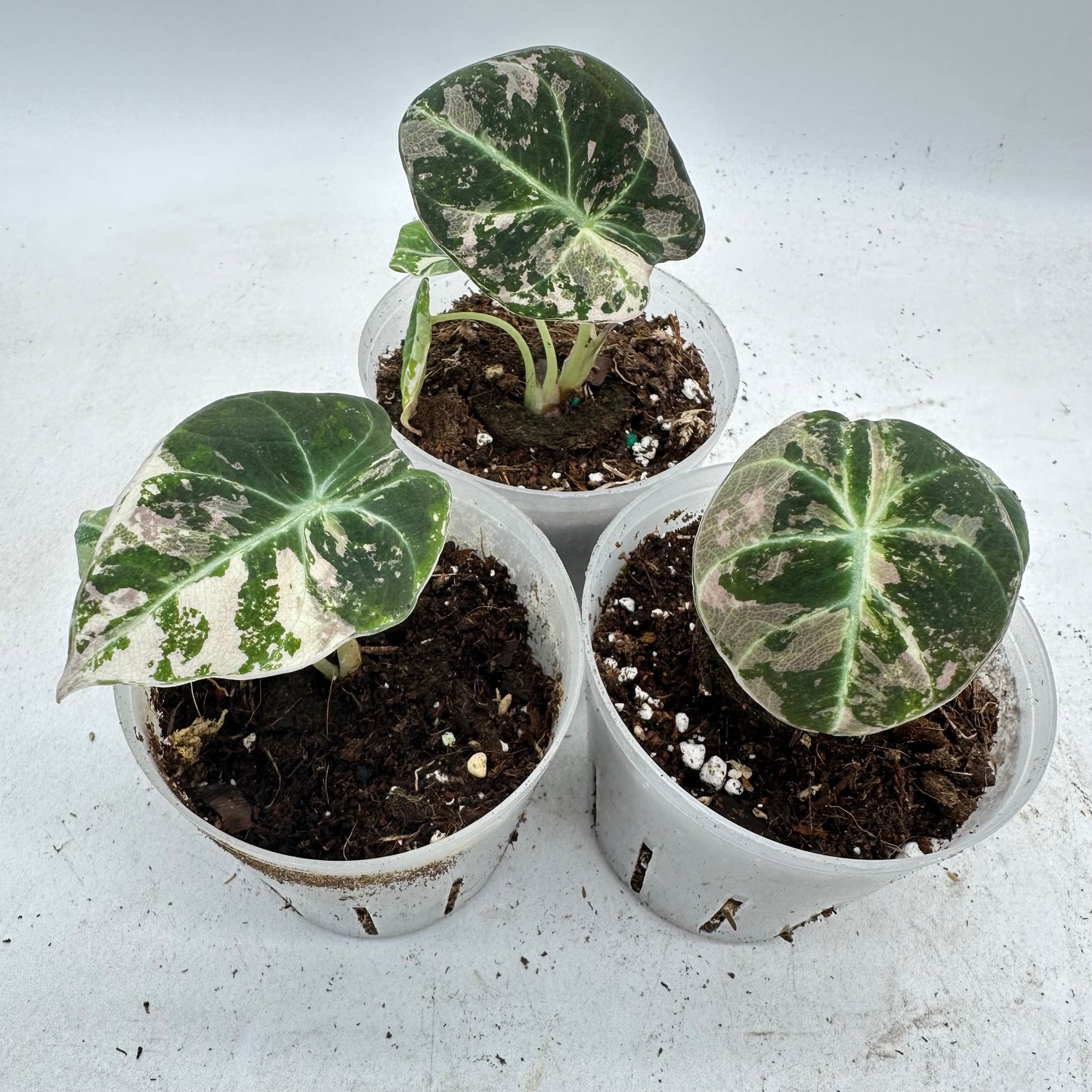 Alocasia Black Velvet Pink Variegated