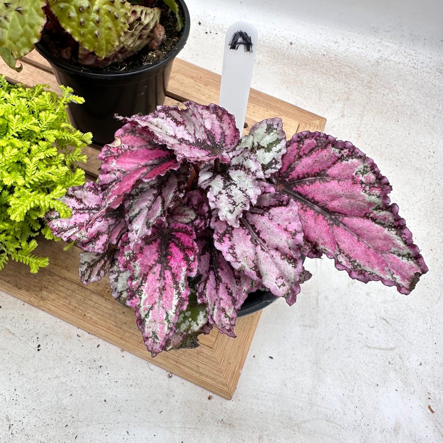 Combo Sale - Begonia Ferox & Golden Club Moss & Begonia ‘Spirit of Sumatra’