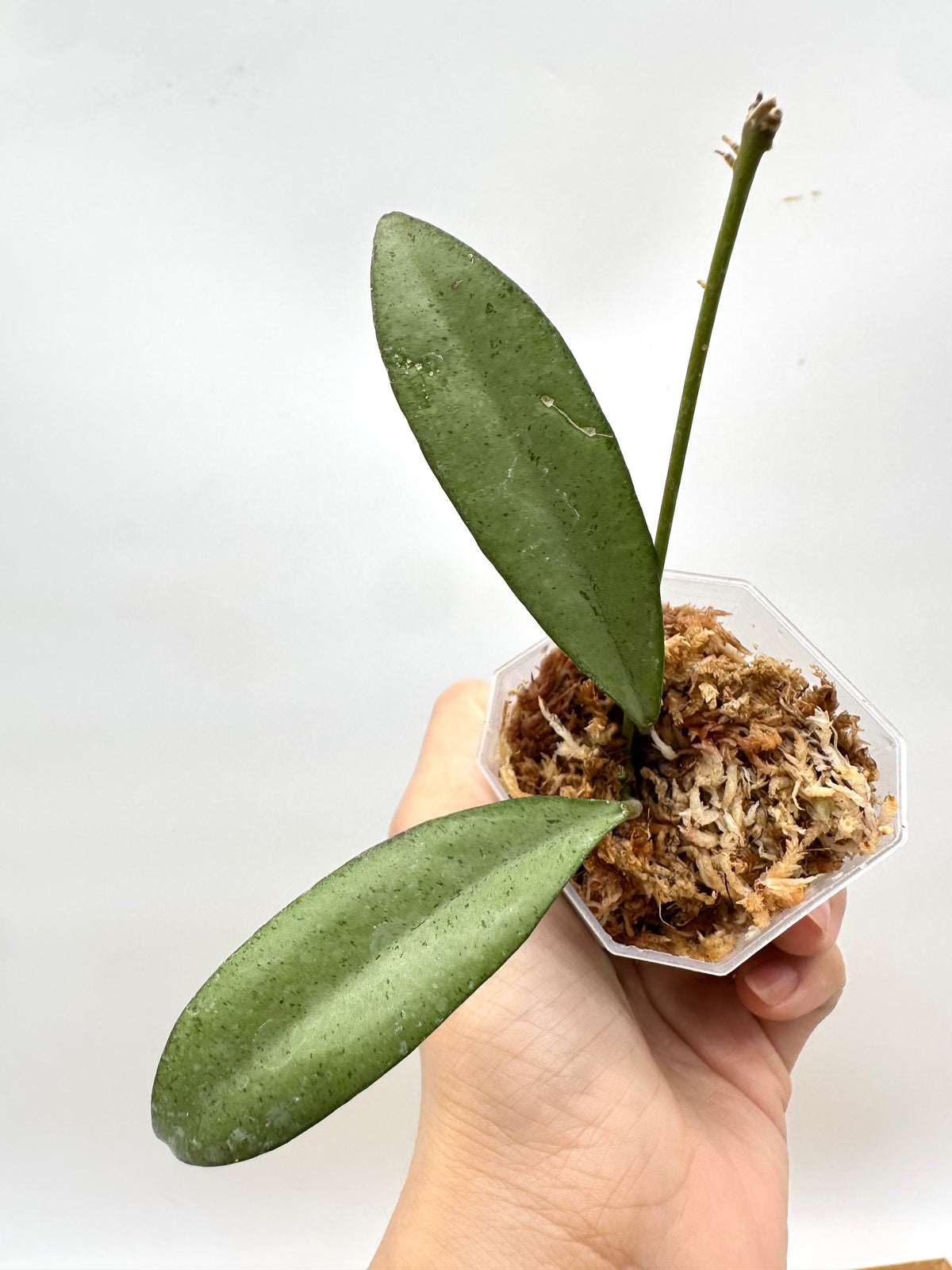 Hoya ‘Argentella Luna’ 🌙