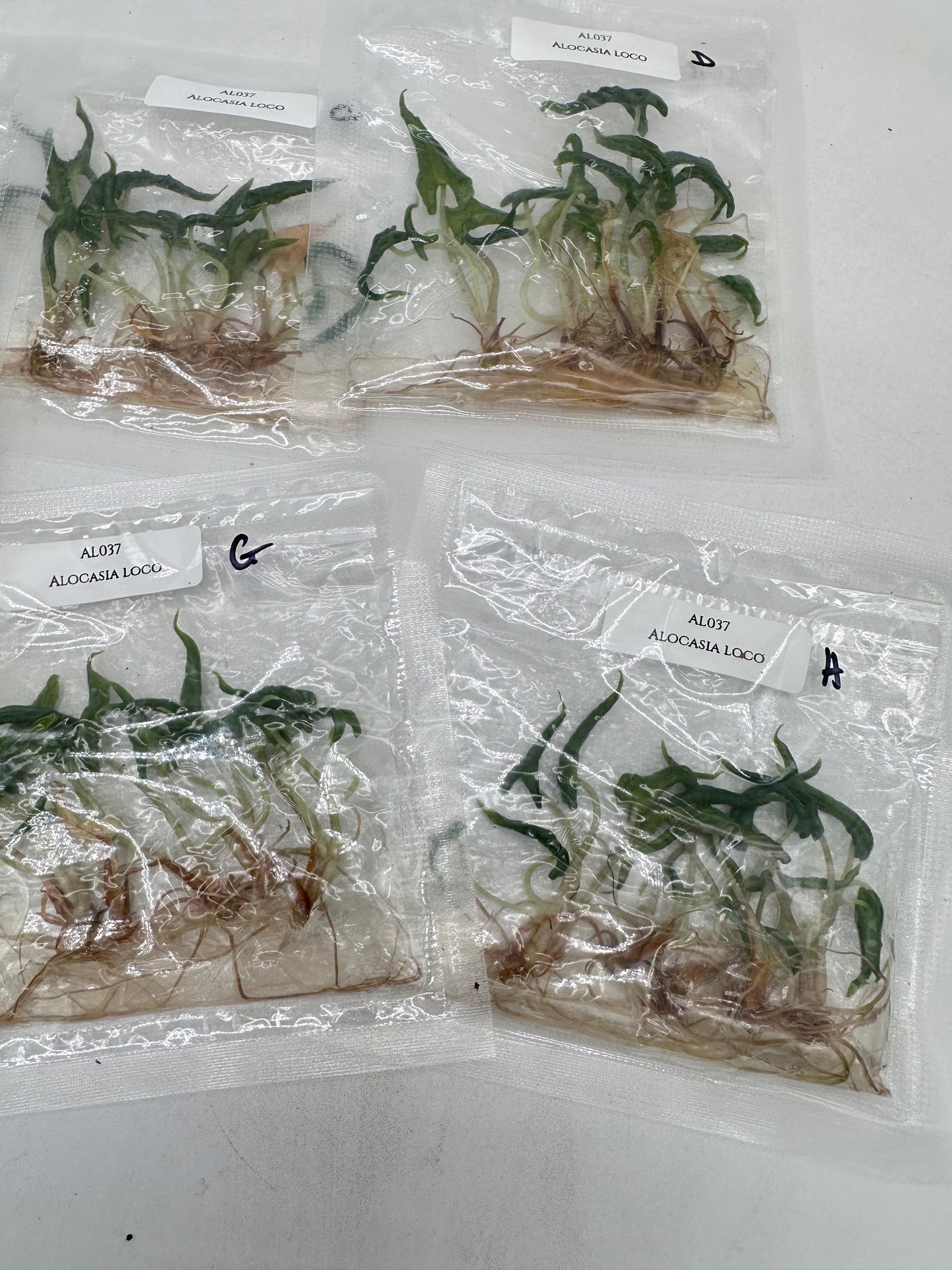 Tissue Culture - Alocasia Loco - Bag of 5