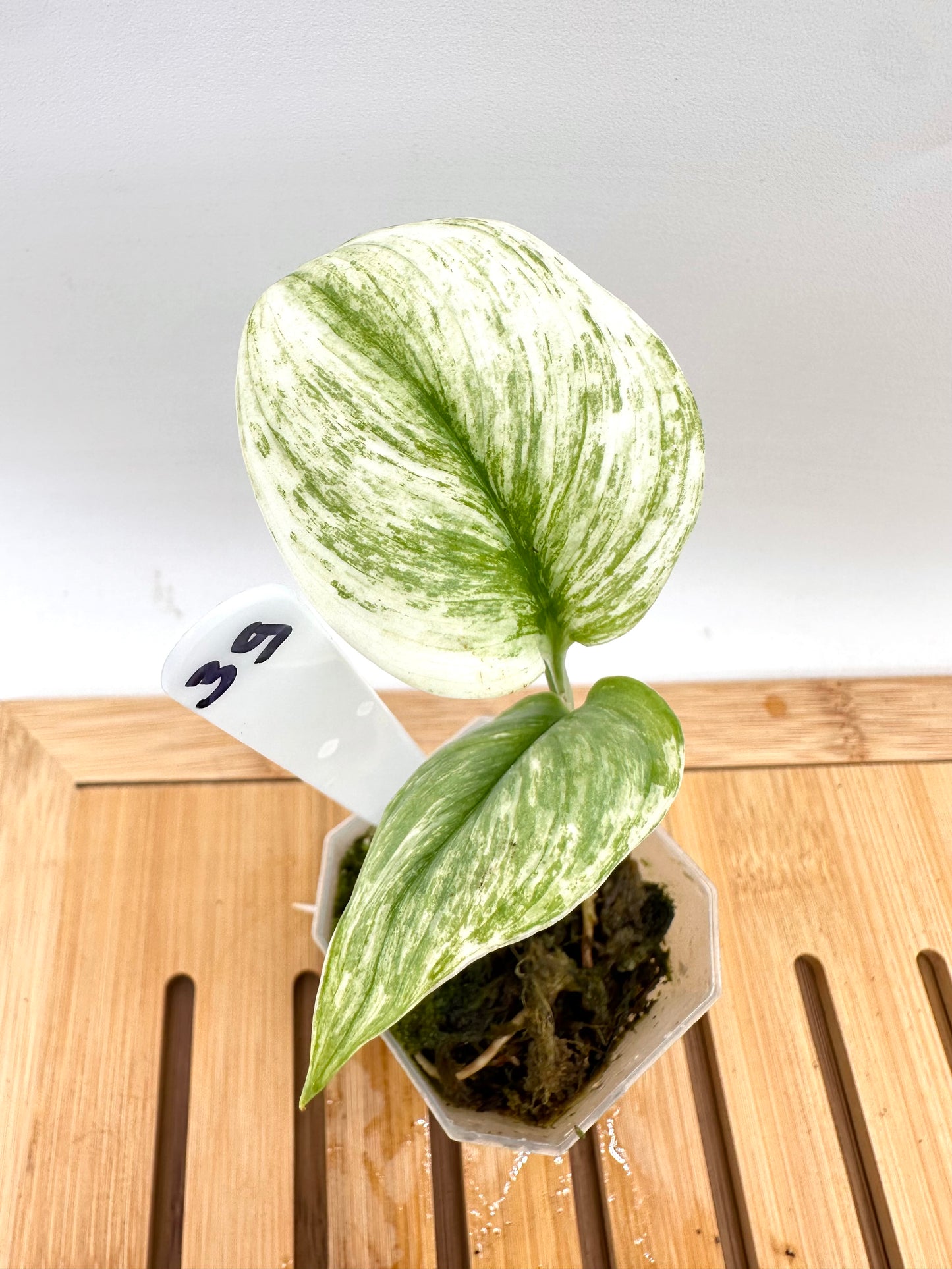 Scindapsus Super Star 039