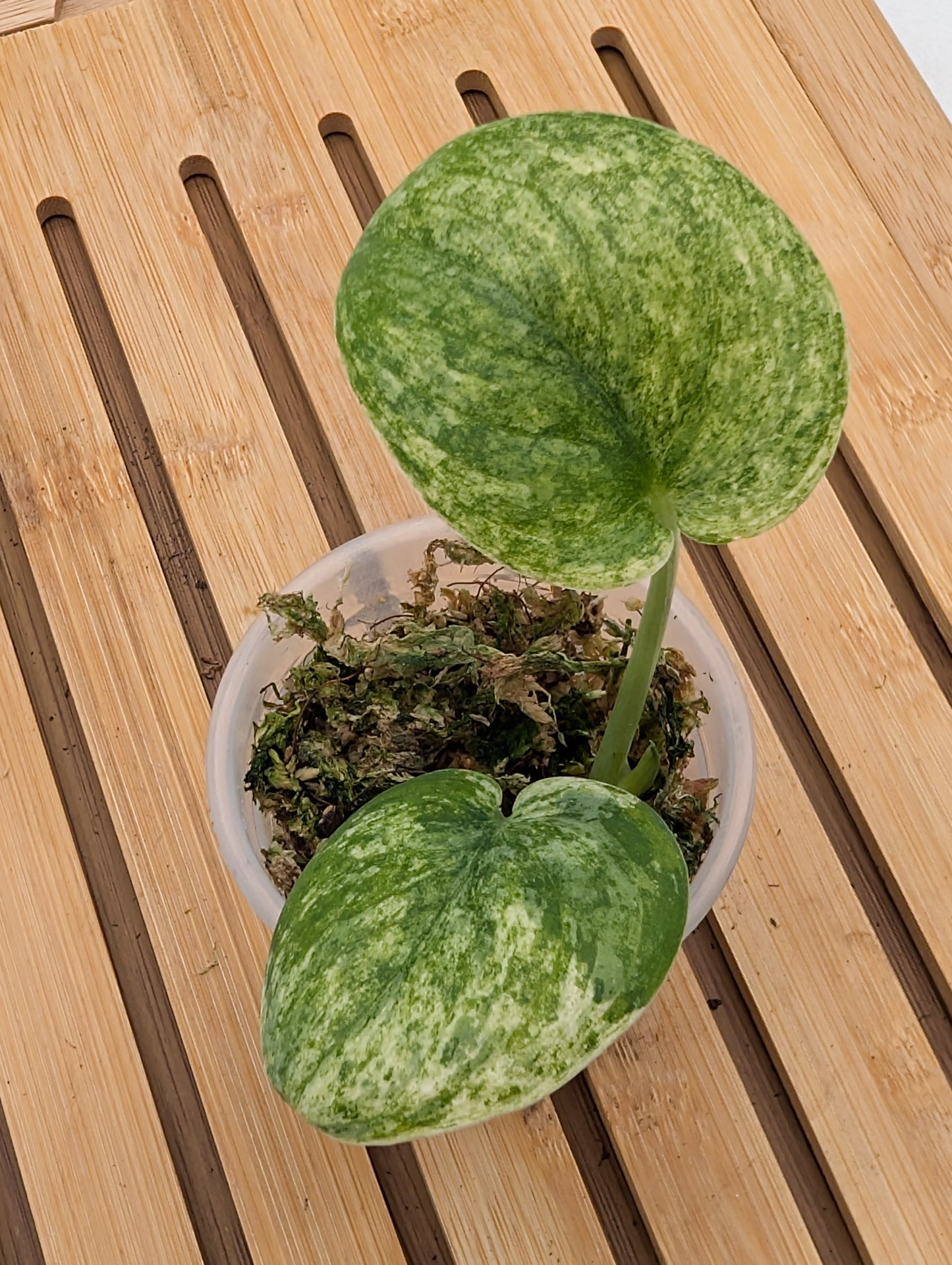 Scindapsus Halimoon