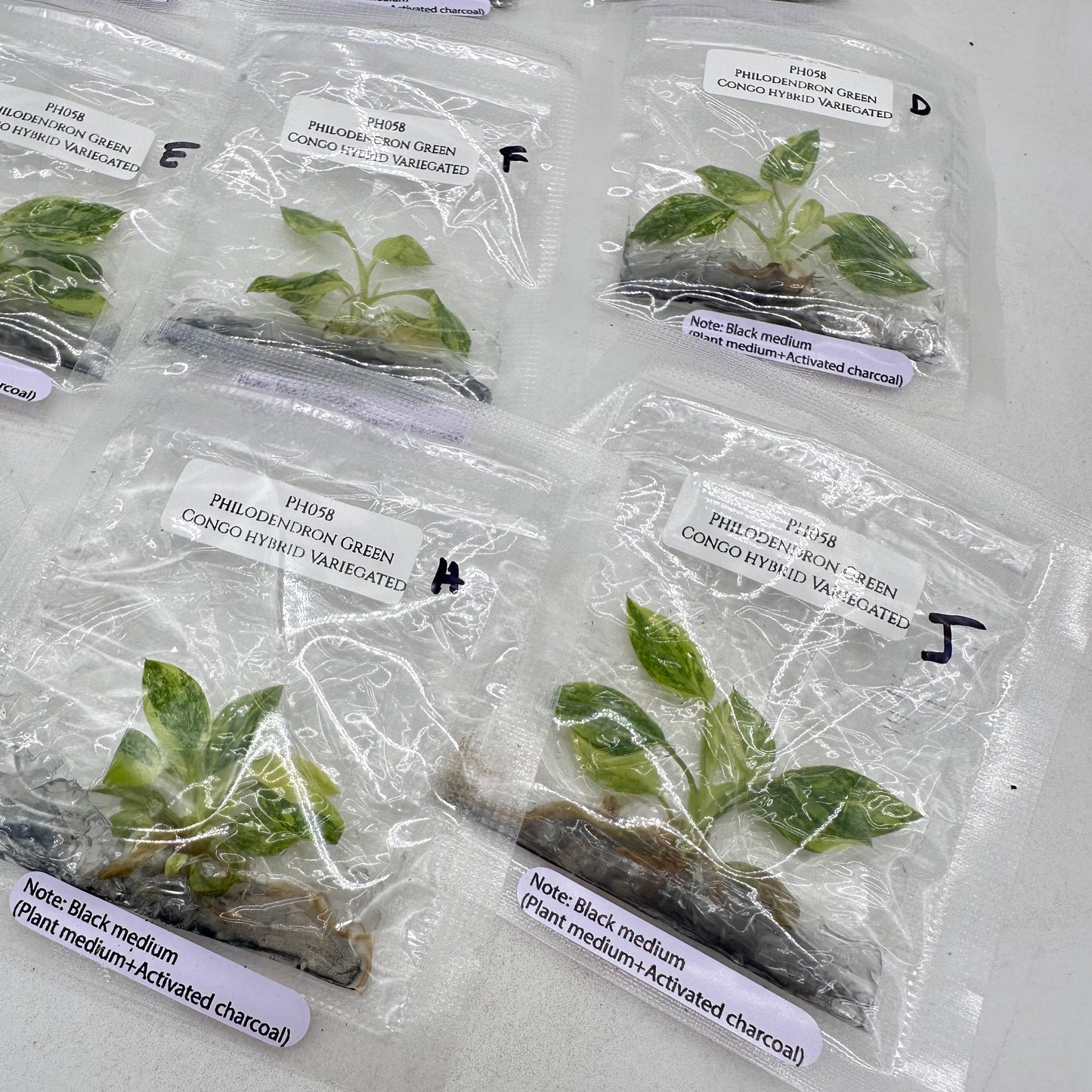 Tissue Culture - Philodendron Green Congo Hybrid Variegated