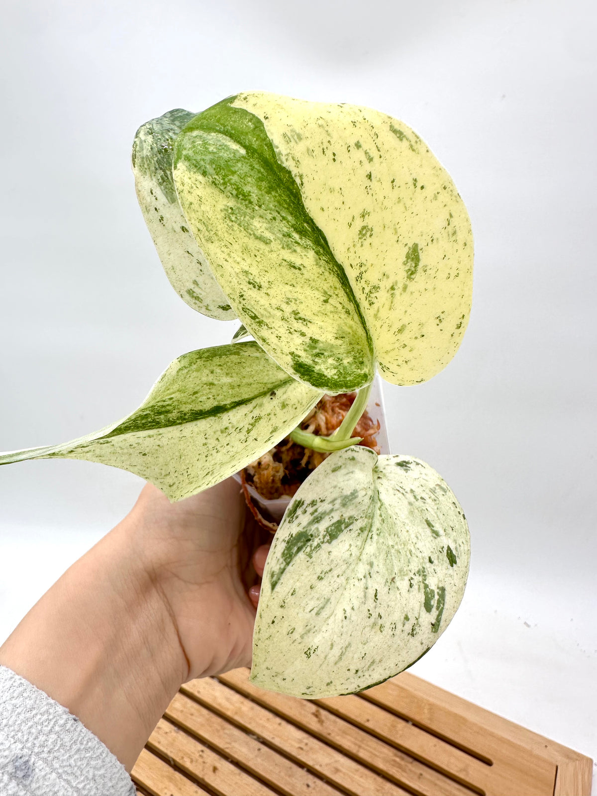 Scindapsus Peasun Variegated