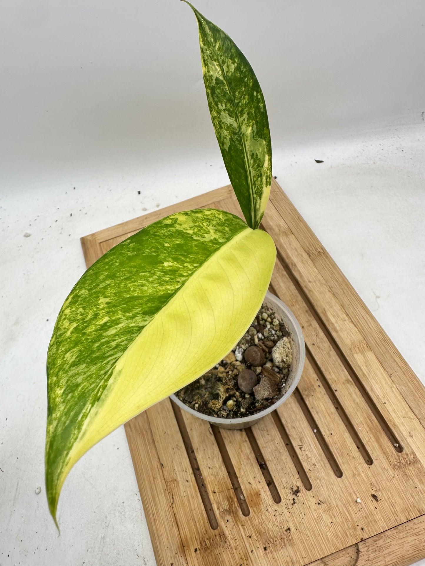 Black Friday Sales - Dieffenbachia ‘Big Ben’ Variegated