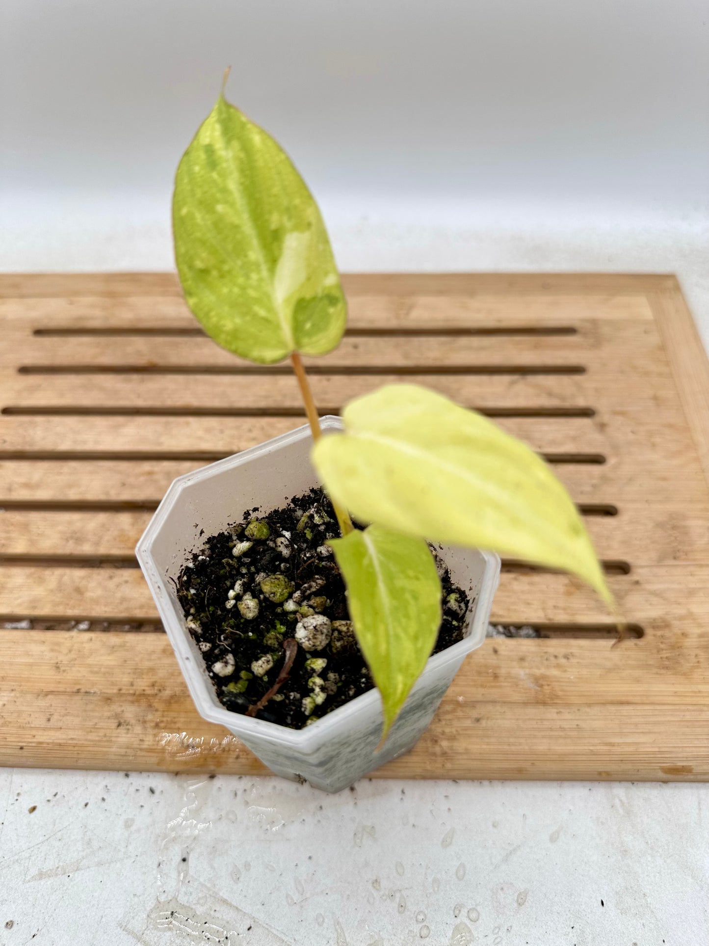 Philodendron Gloriosum Aurea Variegated