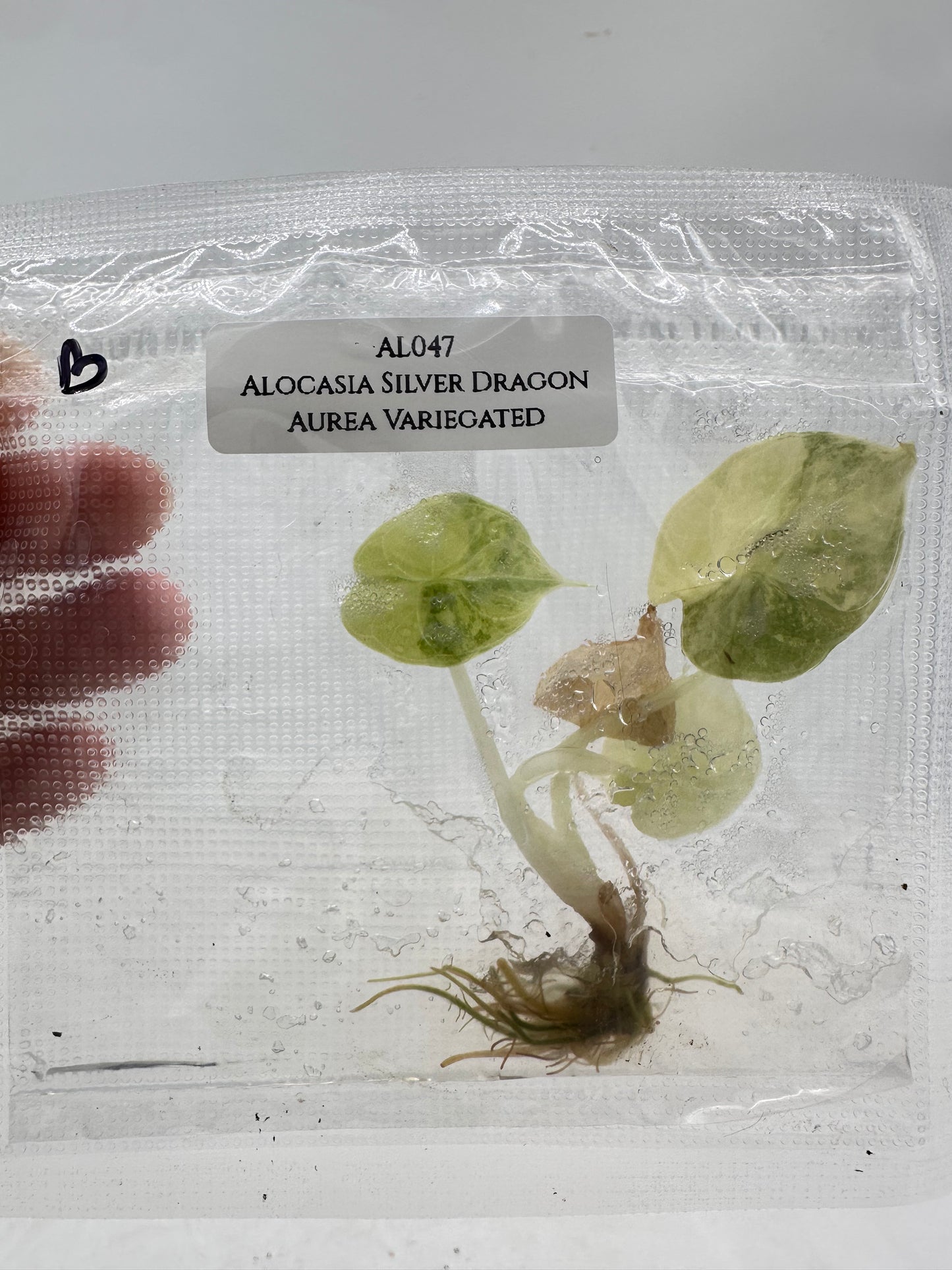 Tissue Culture - Alocasia Silver Dragon Aurea Variegated