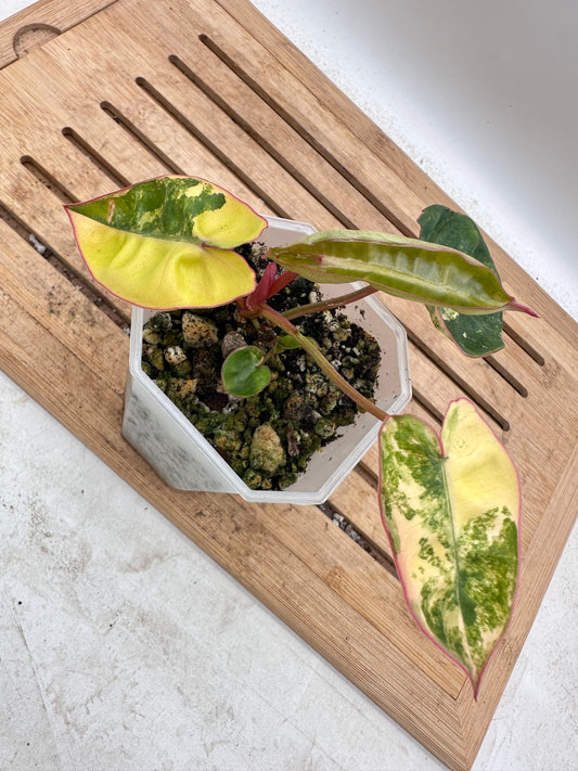 Philodendron Billietiae Variegated - 3 Variegated Growths