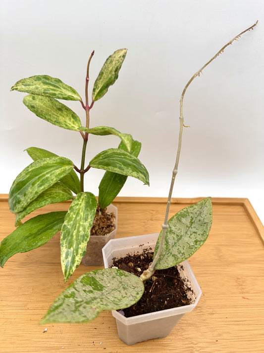 *Combo Deal - Rare Find Hoya