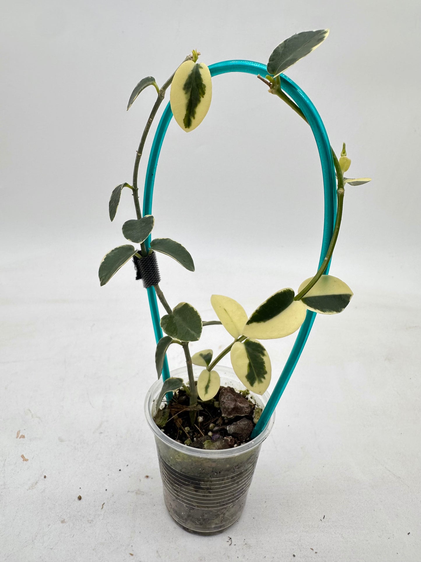 Hoya Cumingiana Variegated - Multiple New Growths