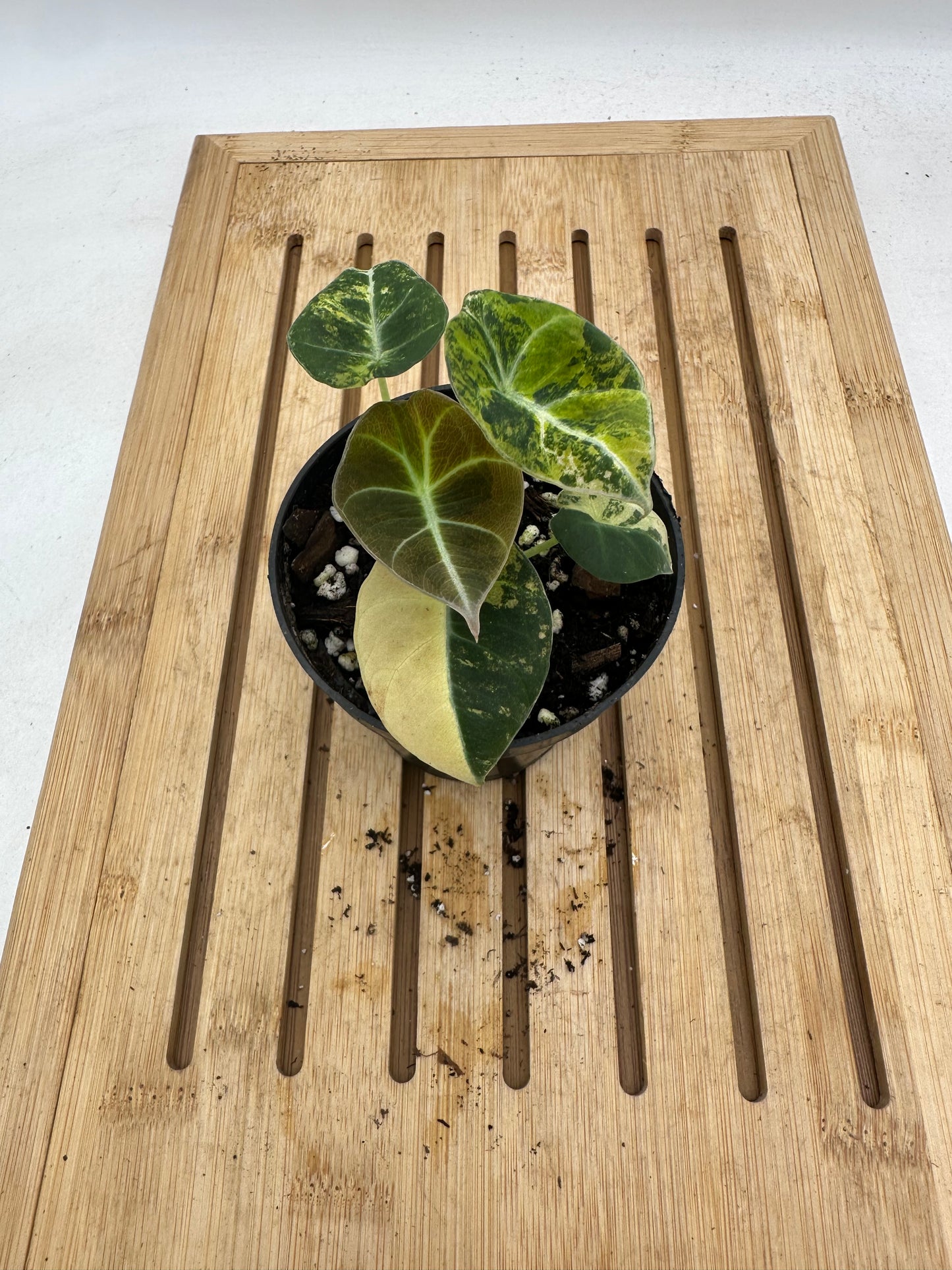 Alocasia Black Velvet Gold Variegated