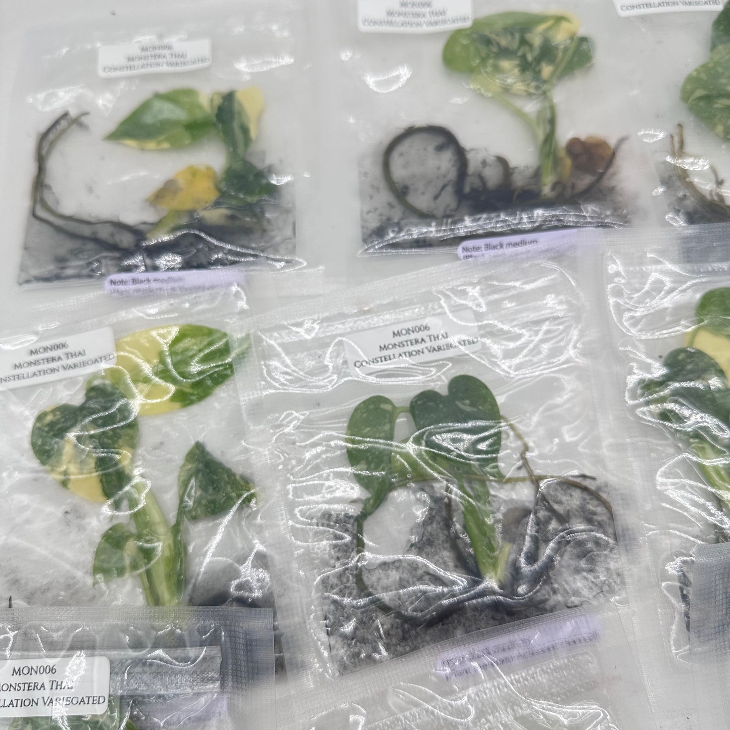 Tissue Culture - Monstera Thai Constellation