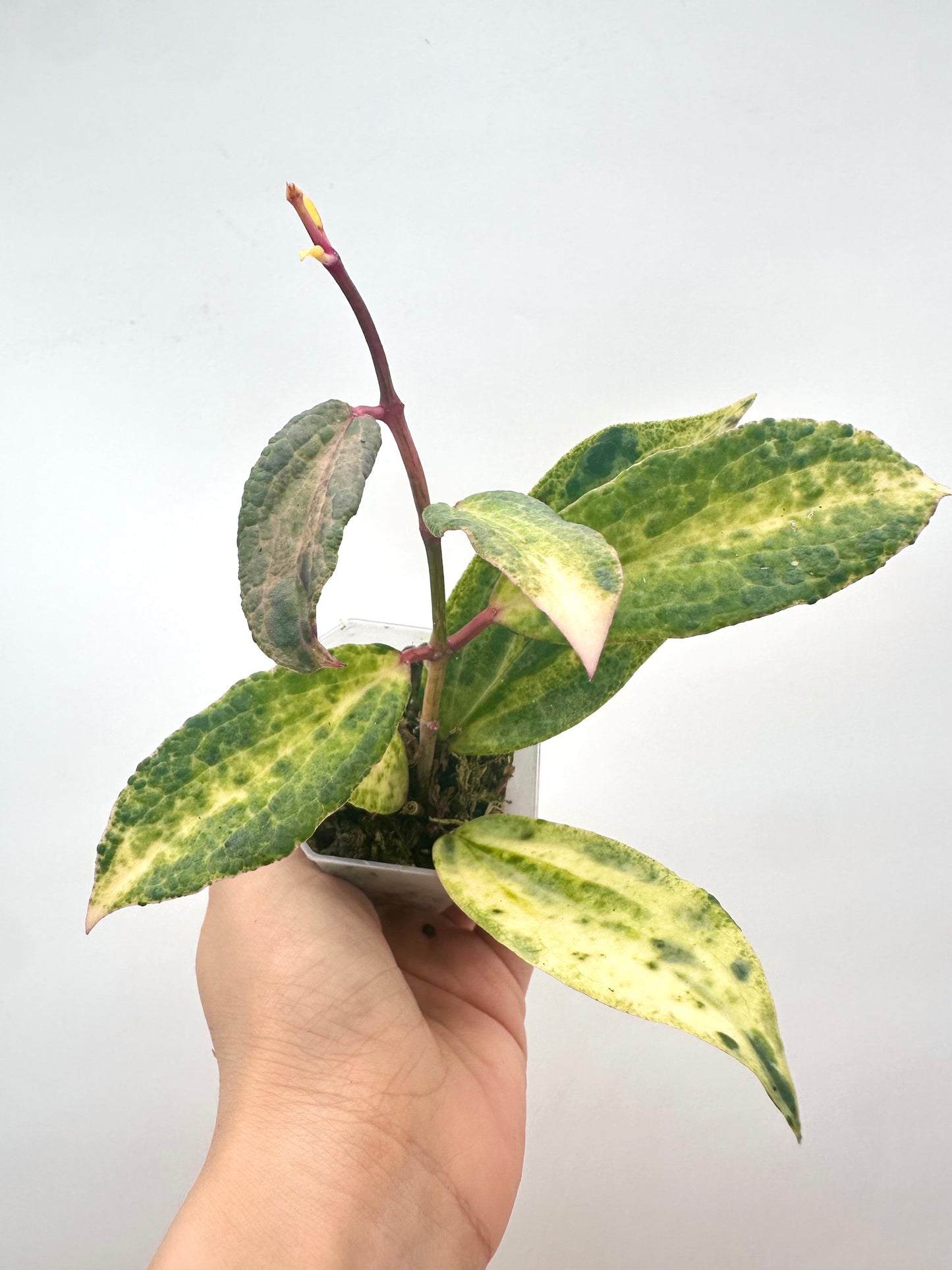 Hoya Crocodile - 5+ Nodes