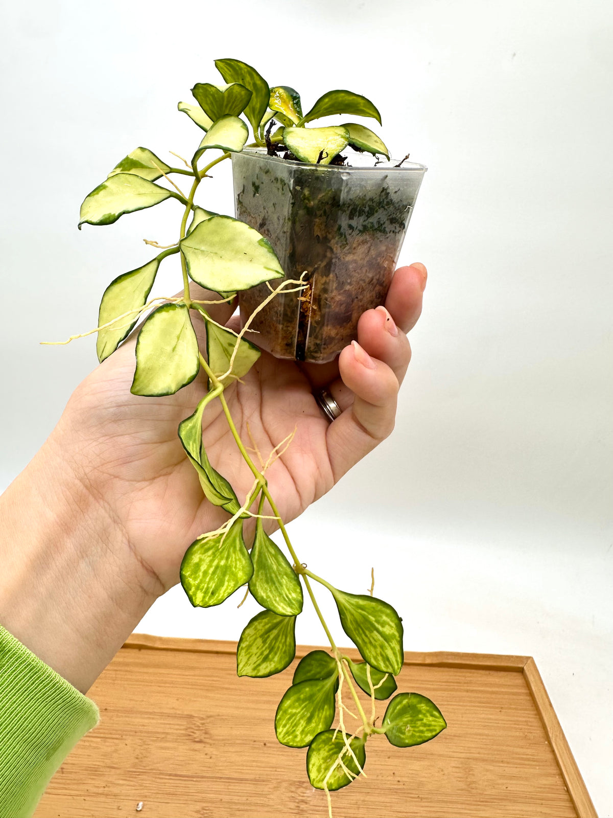 Hoya Heuskeliana Inner Variegated
