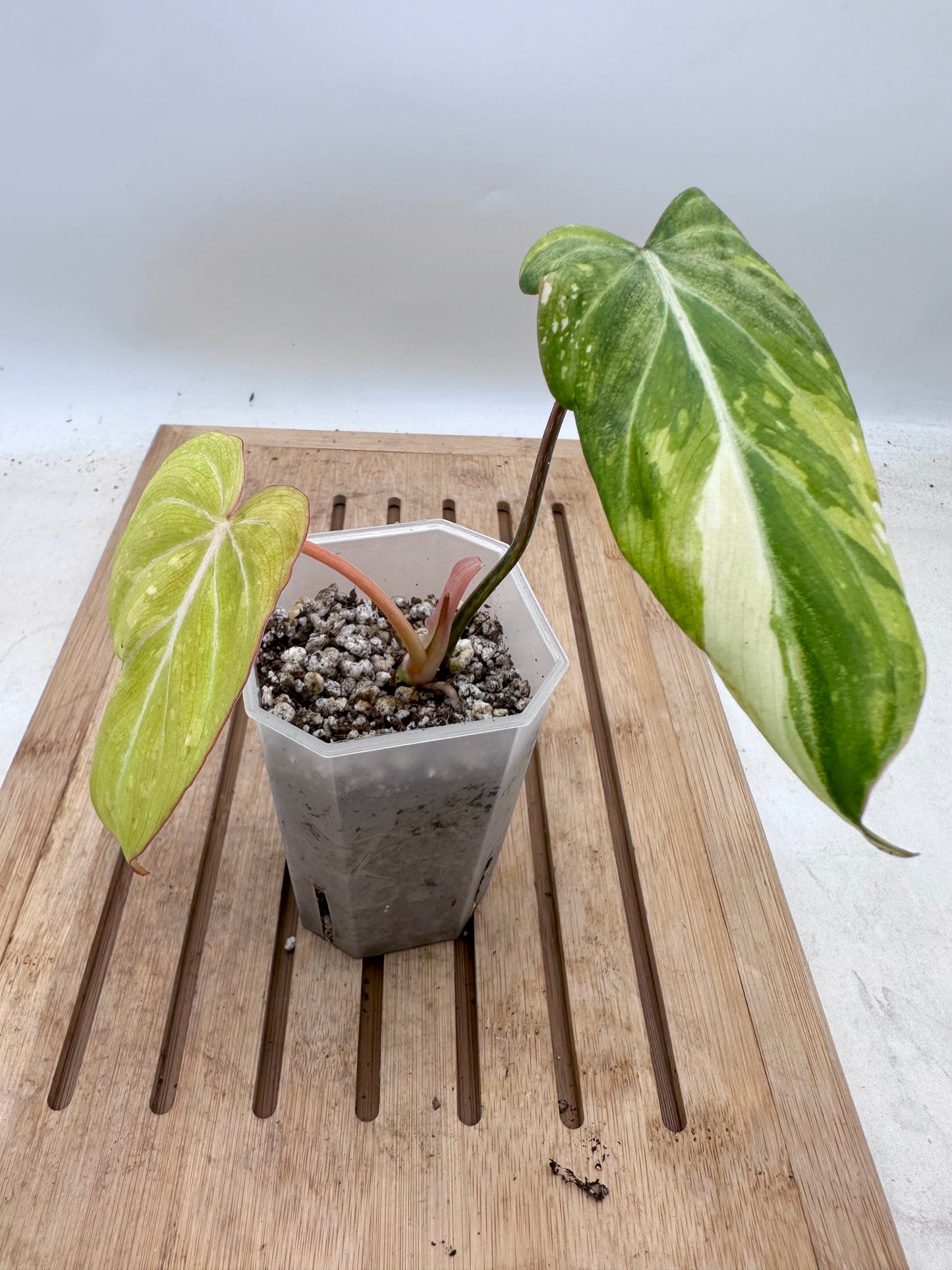 Philodendron Gloriosum Variegated