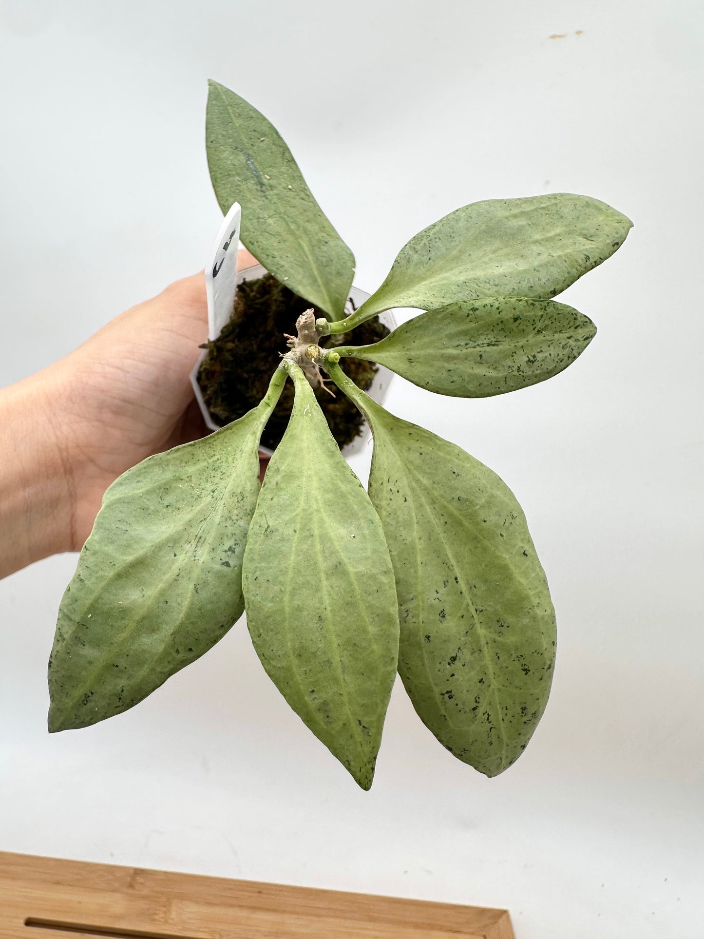 Hoya New Guinea Ghost NGG - Multiple Growths