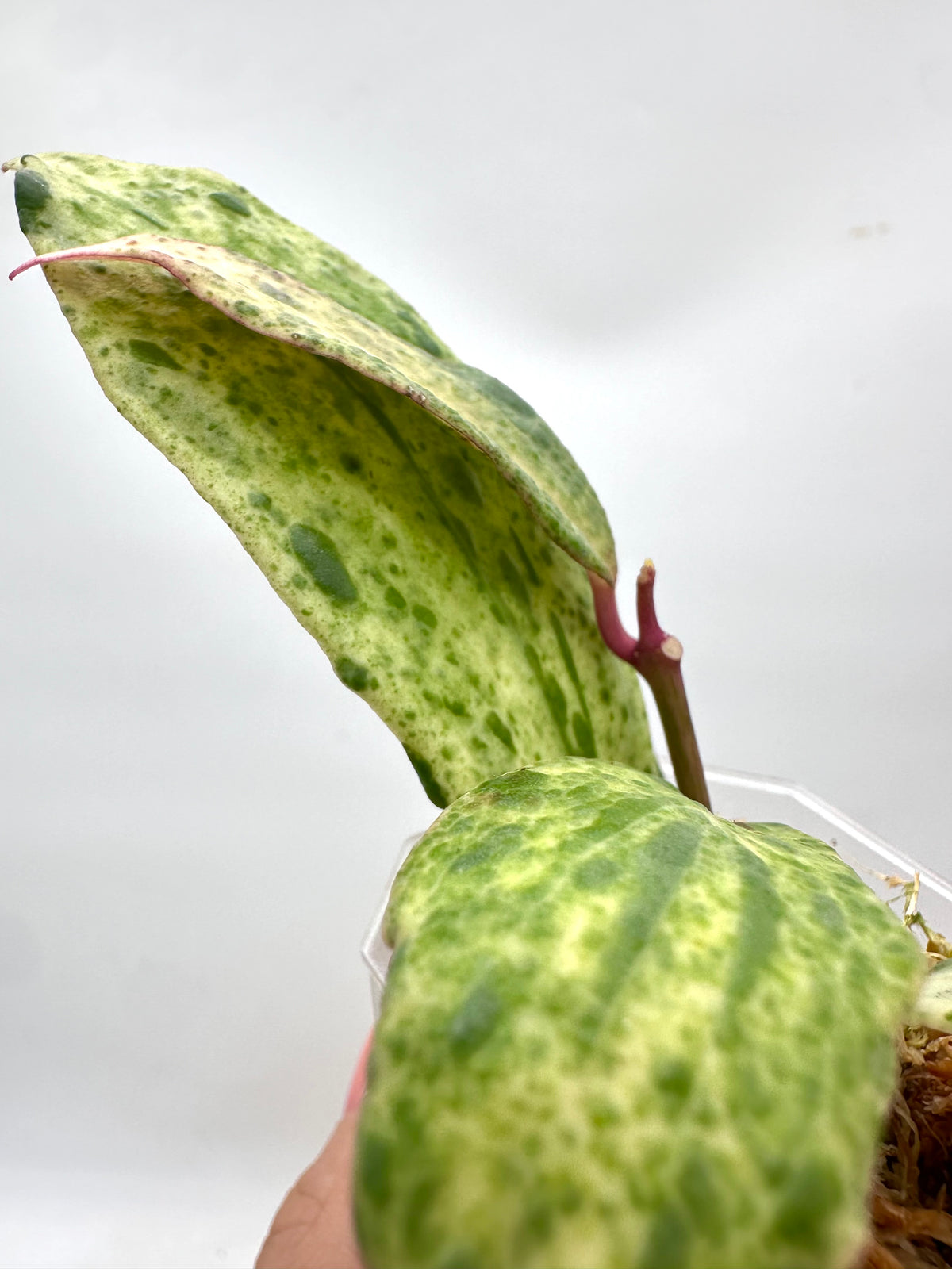 Hoya Crocodile B