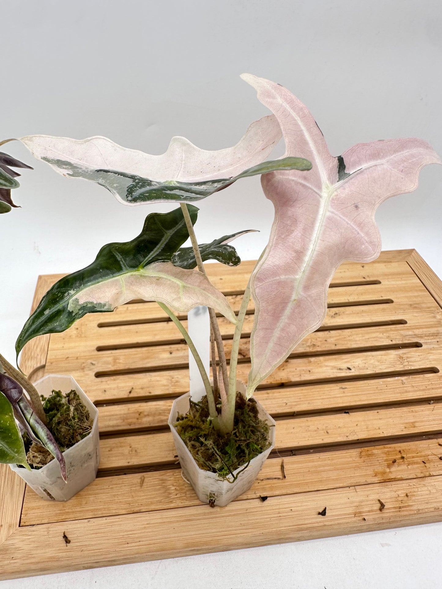Alocasia Nobilis Pink Variegated 074 075
