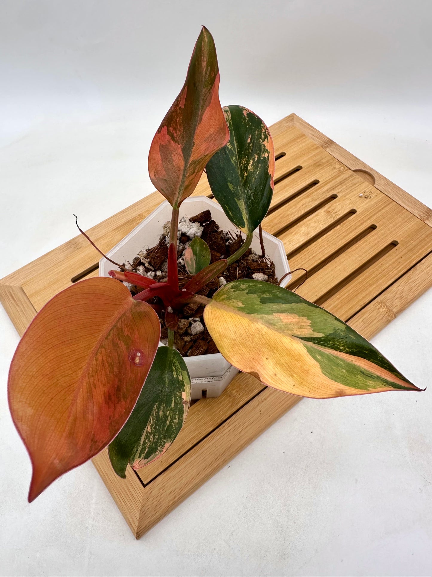 Philodendron Red Congo Variegated