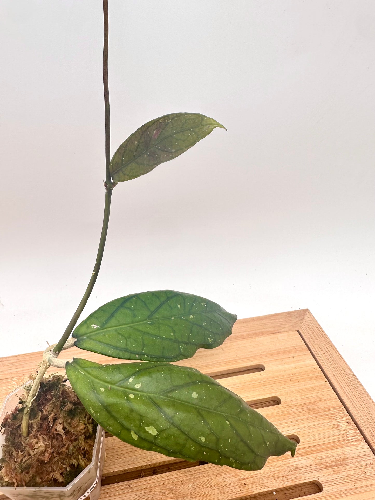 Hoya Sp. tanggemus