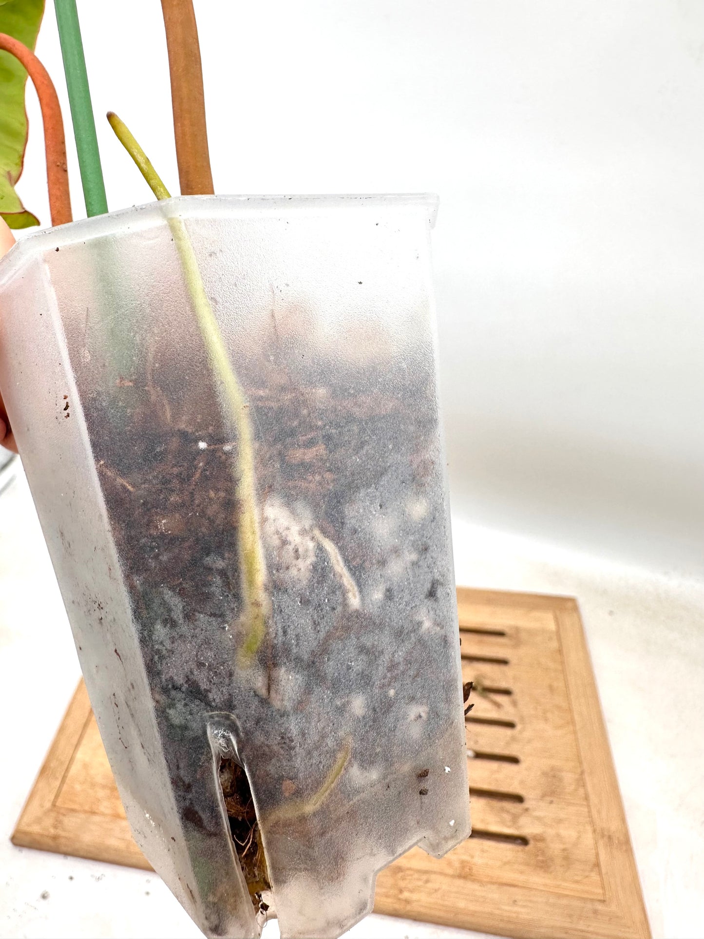 Philodendron Billietiae Variegated