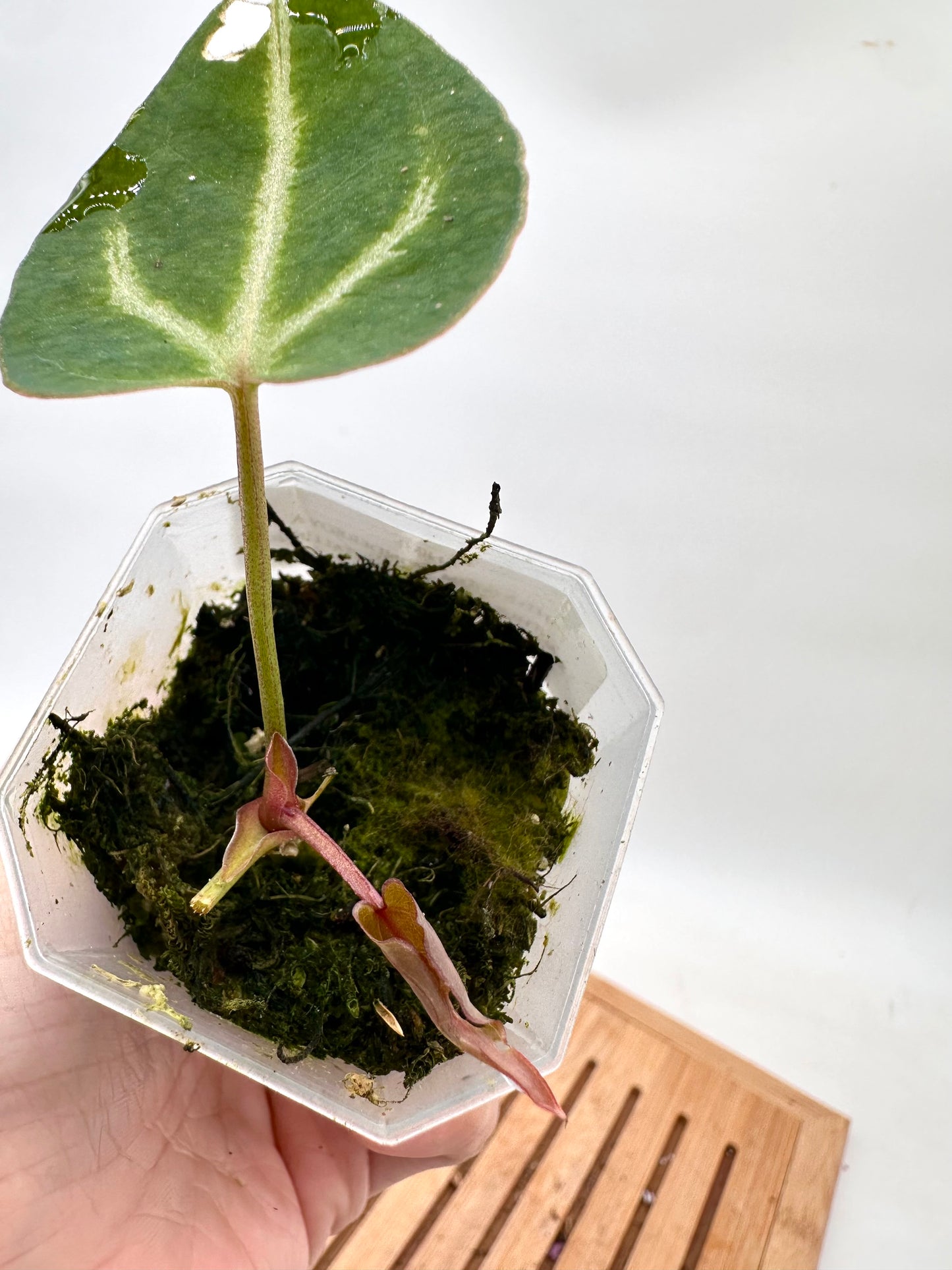 Anthurium wonderboy A x FTG Crystallinum x Dorayaki