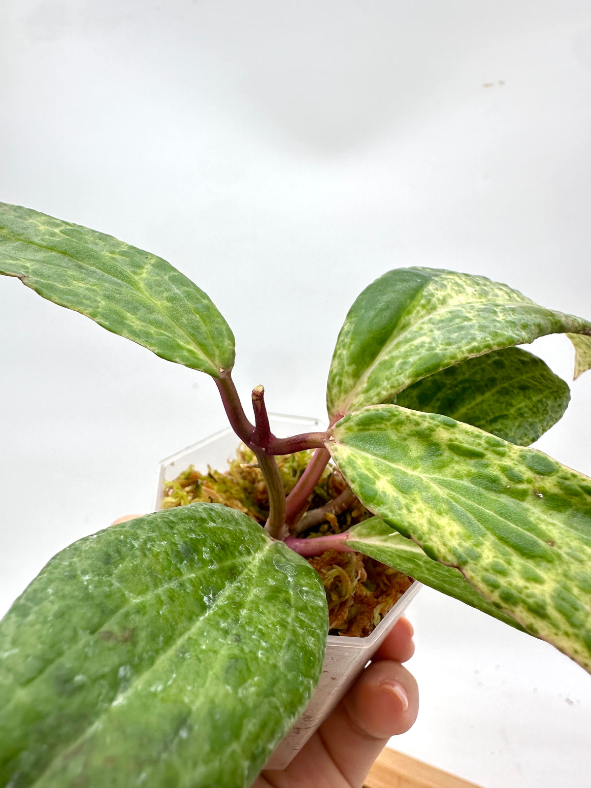 Hoya Crocodile