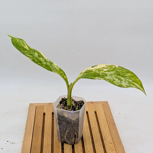 Dieffenbachia ‘Big Ben’ Variegated - Size S/M