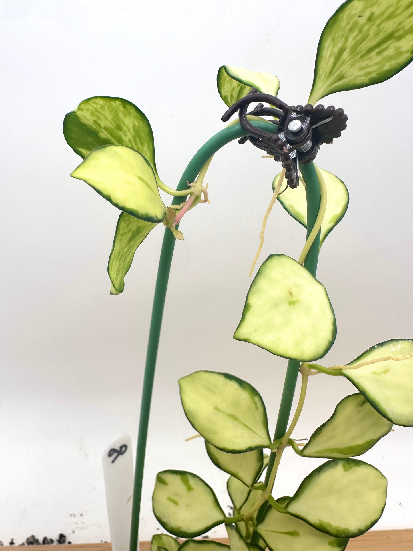 Hoya Heuschkeliana Inner Variegated - 4 Growths