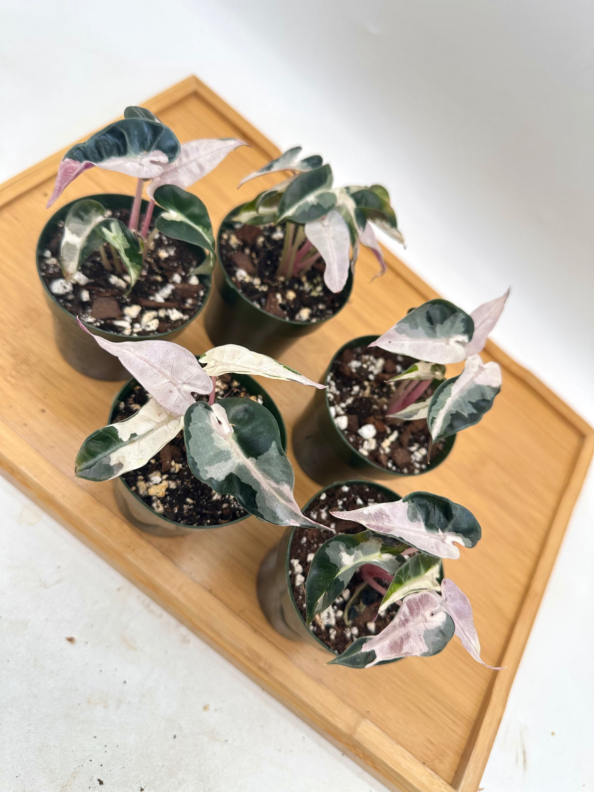 Alocasia Bambino Lava Pink Variegated