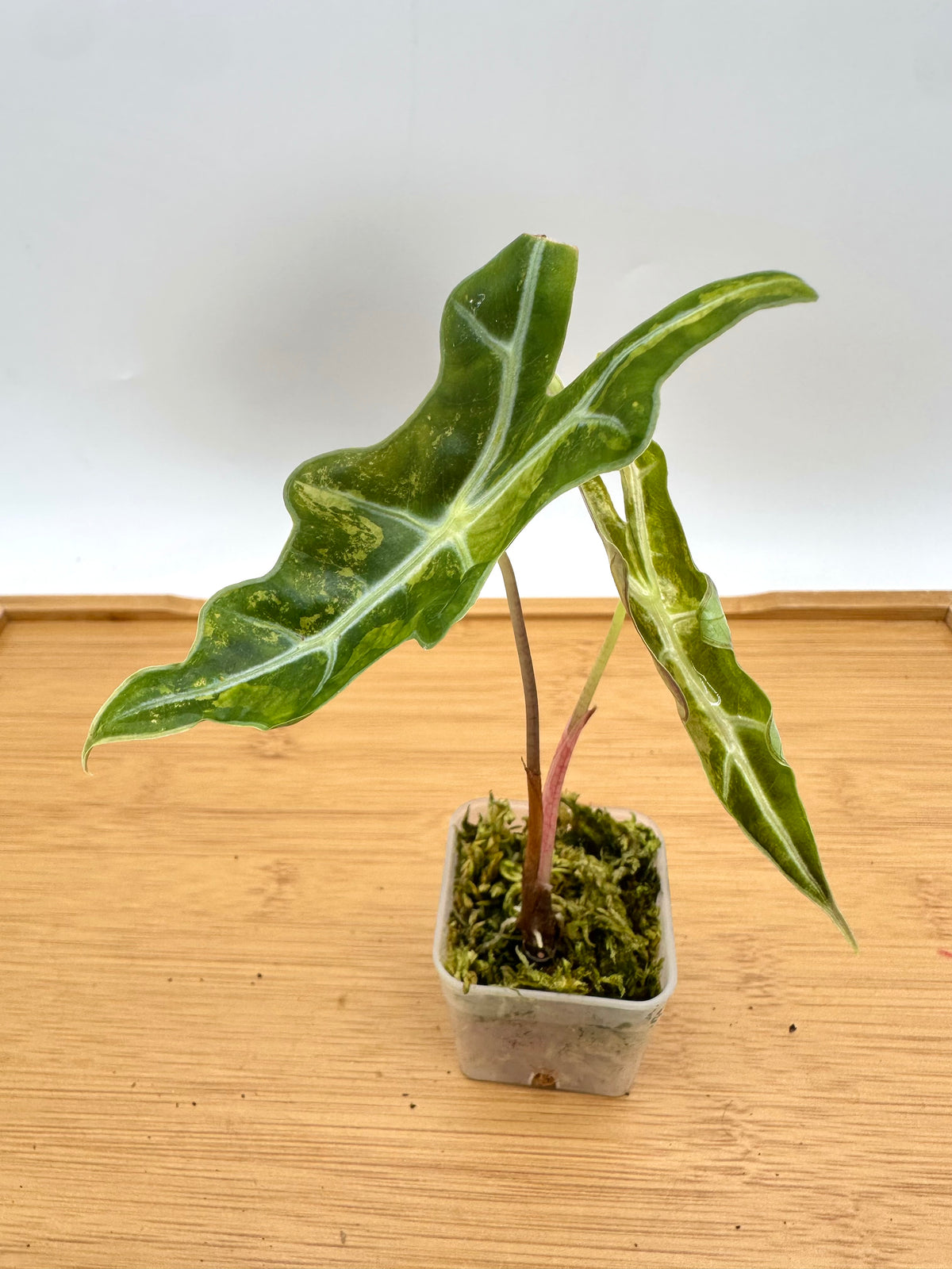 Alocasia Nobilis Variegated